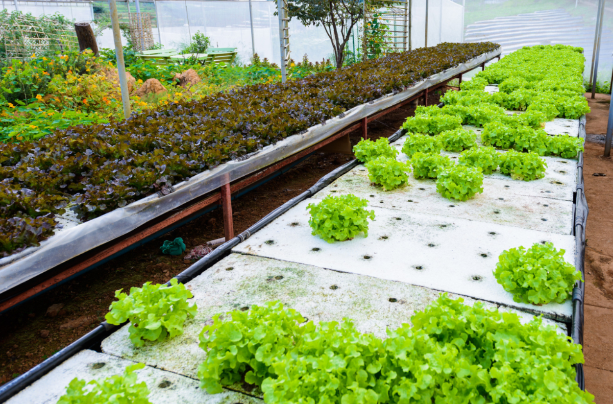 Aquaponics