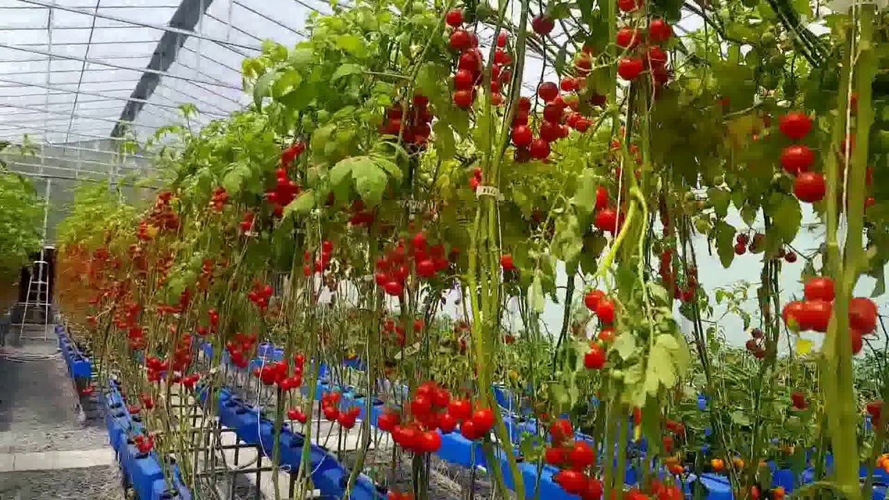 Farm 4