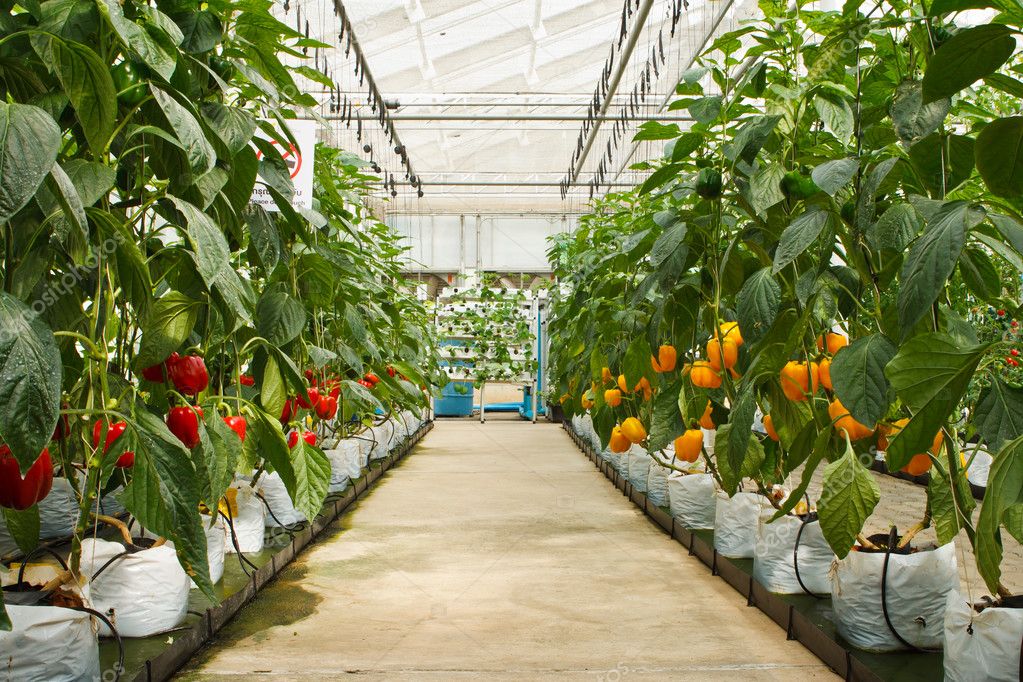 Farm 1