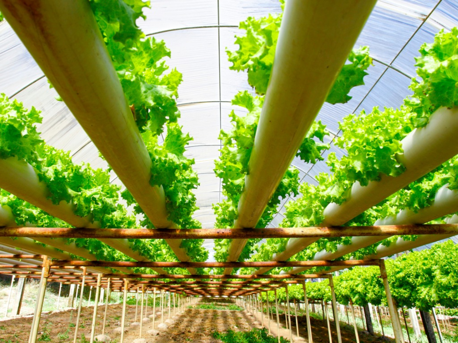 Hydroponics